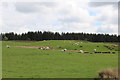 Sheep Grazing at Knockycoid