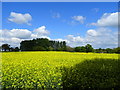 Oilseed rape crop near Redbrook Grange