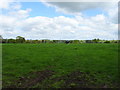 Grazing near Ivy House