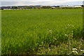 Field beside Red Post Lane