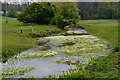 Weed in stream near Mullenspond Bridge