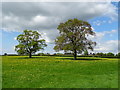 Grazing and trees, Bell o