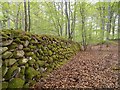 NH9954 : Dry Stone Wall in Darnaway Forest by valenta