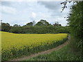 Edge of field of oil seed rape at Forton