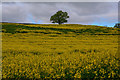 Taunton Deane : Rape Field