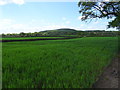 Crop field near Oak Farm