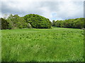 Grassland, Broxton