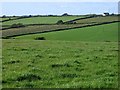 Farmland, Cubert