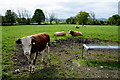 Bullock in a field, Fyfin