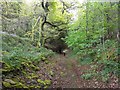 The bridleway in Coed Uchaf