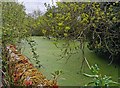 Pond in grounds of Langney Priory