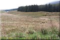 Forest edge by the source of the River Carron