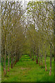 Taunton Deane : Grassy Path