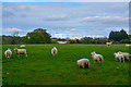 ST1920 : Taunton Deane : Grassy Field & Sheep by Lewis Clarke
