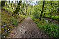SS8829 : West Somerset : Woodland Path by Lewis Clarke