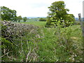 Overgrown footpath