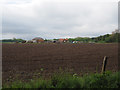 Looking across field to Hall Farm