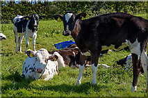 SS5628 : North Devon : Grassy Field & Cattle by Lewis Clarke