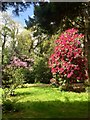 Rhododendrons in Cefn Onn