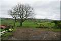 Tree and countryside, Ballykeel