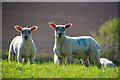 North Devon : Grassy Field & Sheep