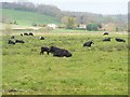 Cattle by the river