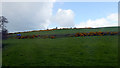 Farmland at Mossend