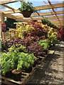 Acers and hanging baskets