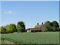 Town Farm, Cranley beyond the wheat