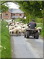 Sheep jam on the Reivers Cycle Route