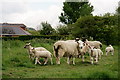 Sheep Near Hythe