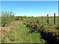 Llwybr Bryngwyn / Bryngwyn Path