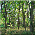 Little Burstead Common