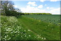 Bridleway towards Park Wood