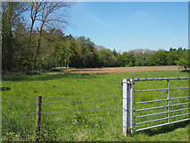 TL7797 : Woodland Adjacent arable land by David Pashley