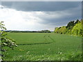 Crop field beside woodland