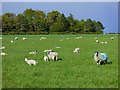 Pasture, Netheravon