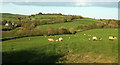 Sheep near Wrimstone