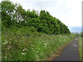 Path and woodland beside the B148