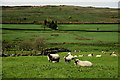 Sheep, Aghascrebagh