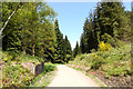 Forest road crossing route of old railway