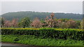 Cider orchard, Hildersley