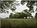 Hedgerow trees near Moor Farm