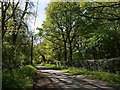 Minor road through Berinshill Wood