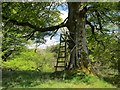 High seat near Marr Wood