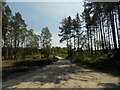 Forestry track in Blackmill Wood