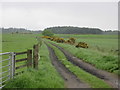 Track near Baldarroch