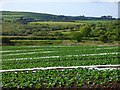 Farmland, Wendron