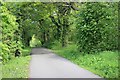 A leafy lane near Alloa