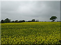 Oilseed rape crop near Uppington